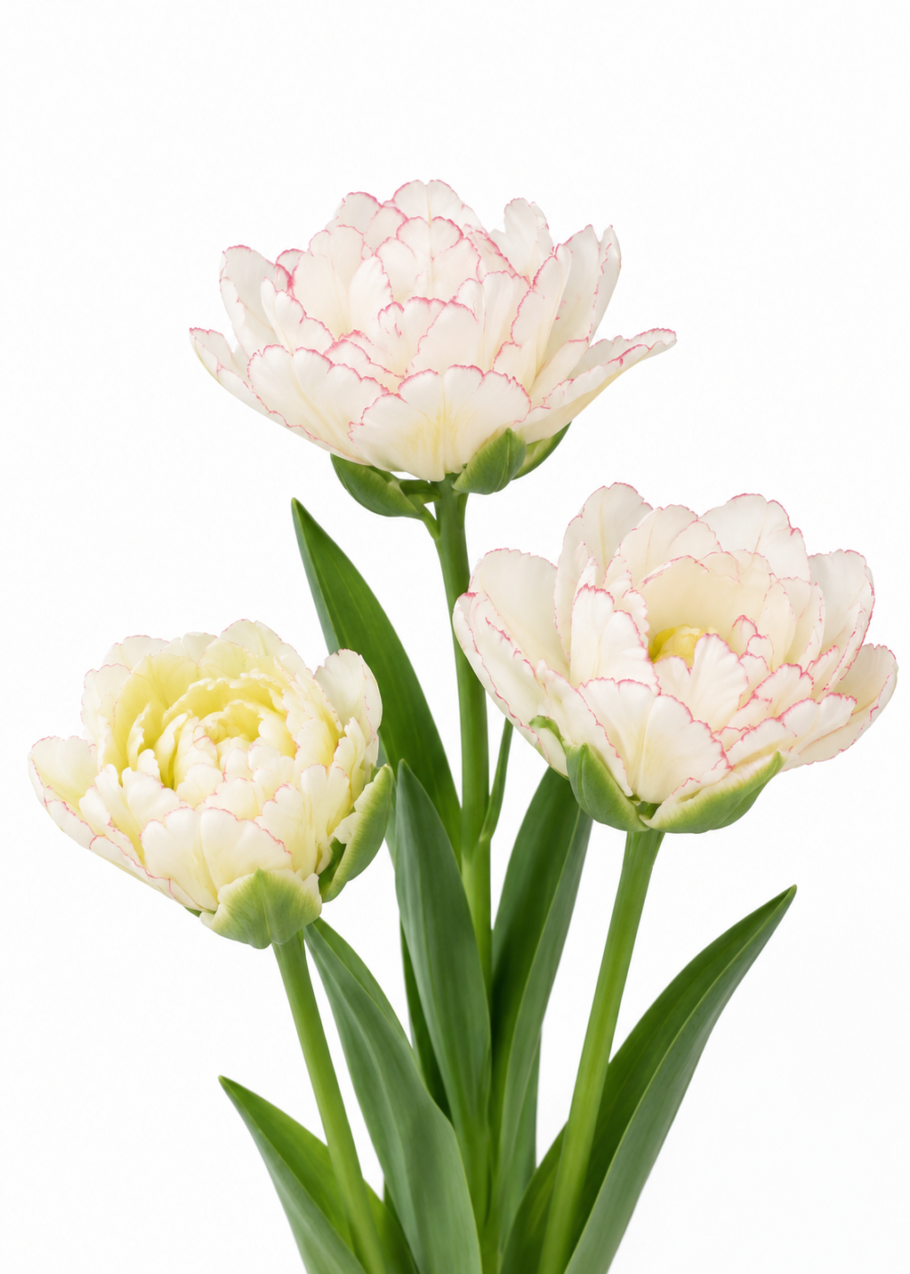Tulip Belicia | Double Early Tulip therapyofflowers.com