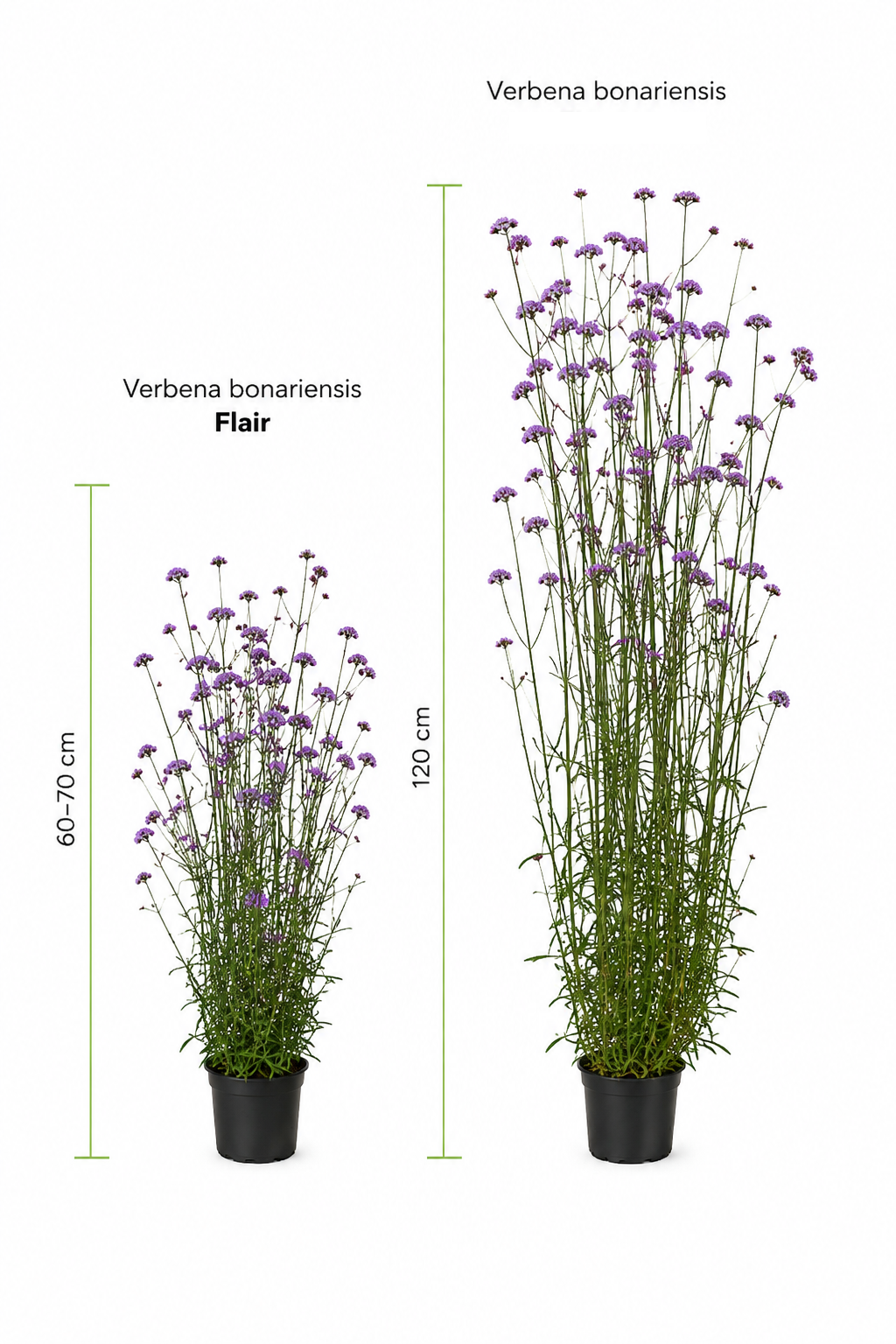 Verbena bonariensis Flair | Purple Vervain | Very Compact therapyofflowers.com