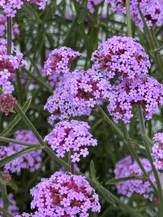  Verbena bonariensis Flair | Purple Vervain 
| Very Compact therapyofflowers.com