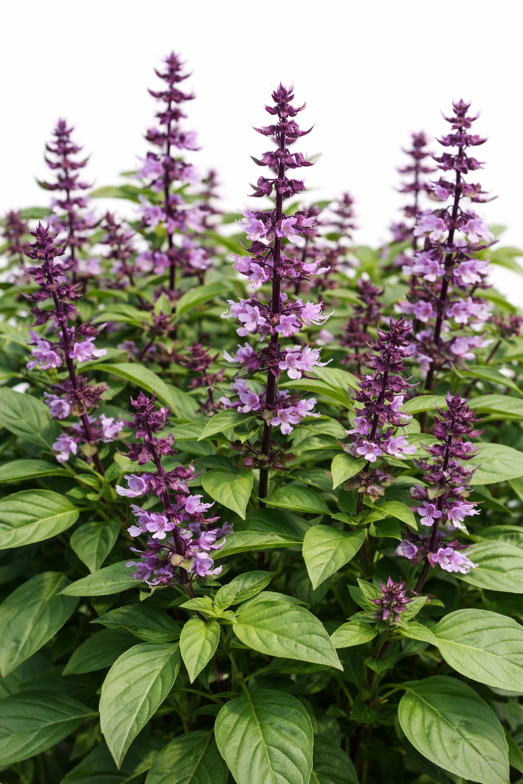 Ocimum basilicum Spice Boys Queen Of Sheba | Intense Purple Flowers therapyofflowers.com