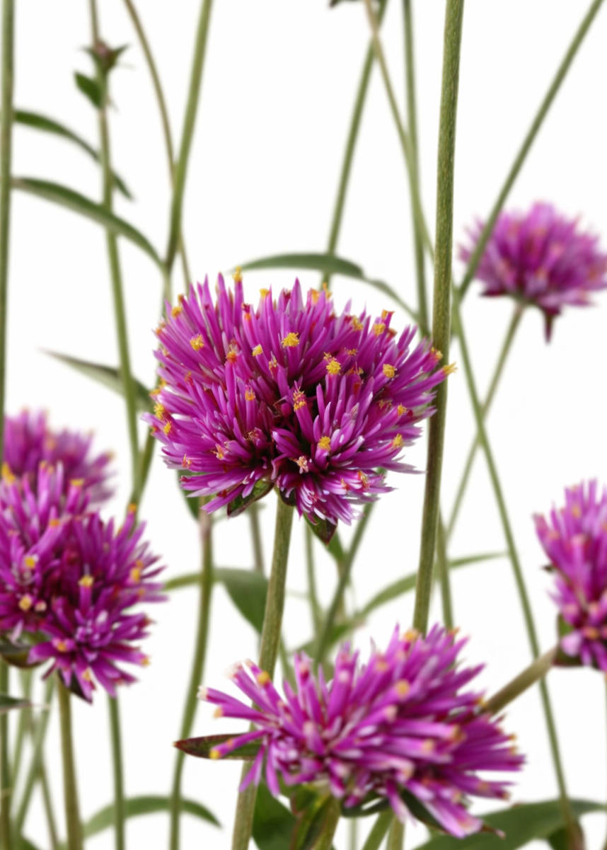 Gomphrena pulchella Fireworks | Globe Amaranth therapyofflowers.com