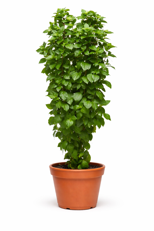 Everleaf Thai Towers Basil | Ocimum basilicum | Aromatic Thai Basil therapyofflowers.com