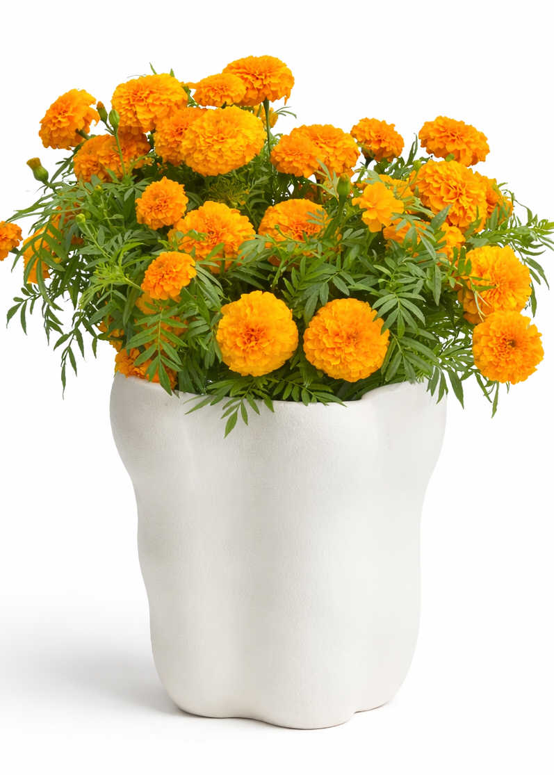 Tagetes erecta Coco™ Deep Orange F1 | African Marigold | Cut Flower therapyofflowers.com