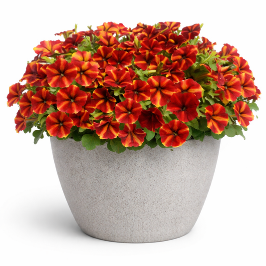 Petunia x hybrida My Joy Yellow Bronze Red F1 | Petunia | Pelleted therapyofflowers.com