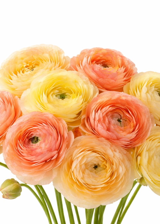 Ranunculus Amandine Yellow Pastel | Ranunculus asiaticus | Persian buttercup therapyofflowers.com