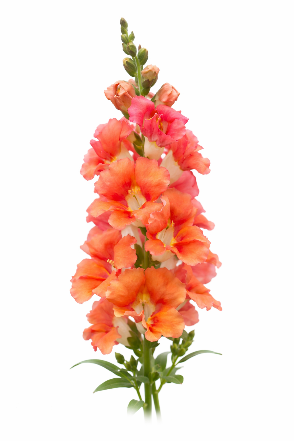 Snapdragon Chantilly™ Bronze F1 | Group 1, 2 | Antirrhinum majus | Butterfly-Type therapyofflowers.com