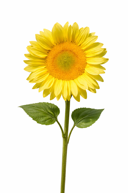 Sunflower ProCut® Lemon Lite F1 | Helianthus annuus | New! therapyofflowers.com