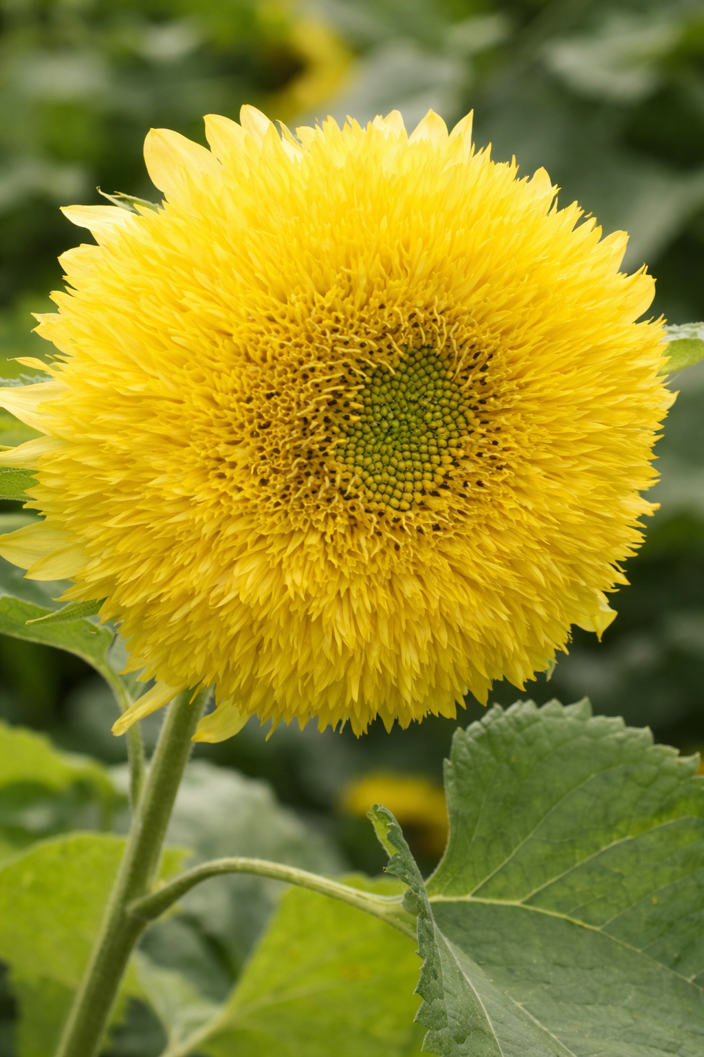 Sunflower Gummy Bear | Helianthus annuus | Short-stemmed cut flower therapyofflowers.com