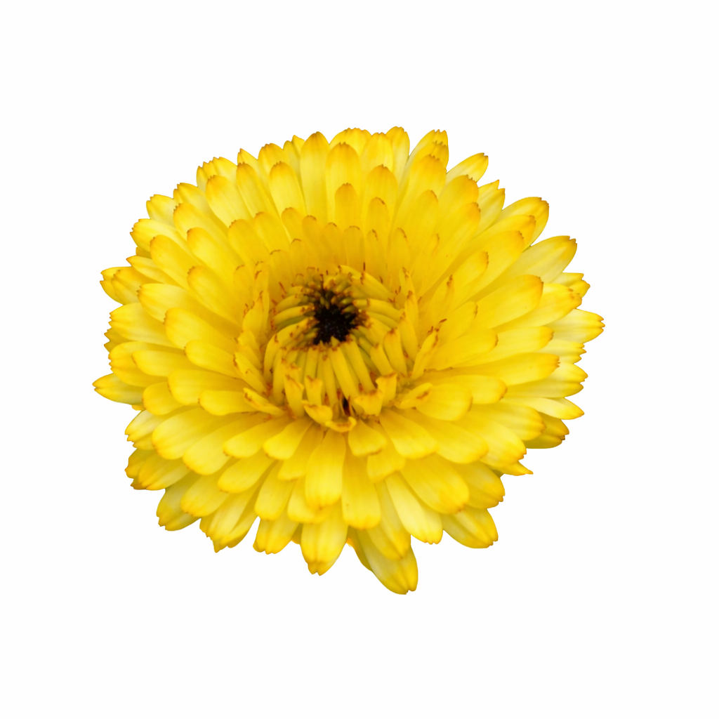 Calendula officinalis Bon Bon Light Yellow | Pot Marigold therapyofflowers.com