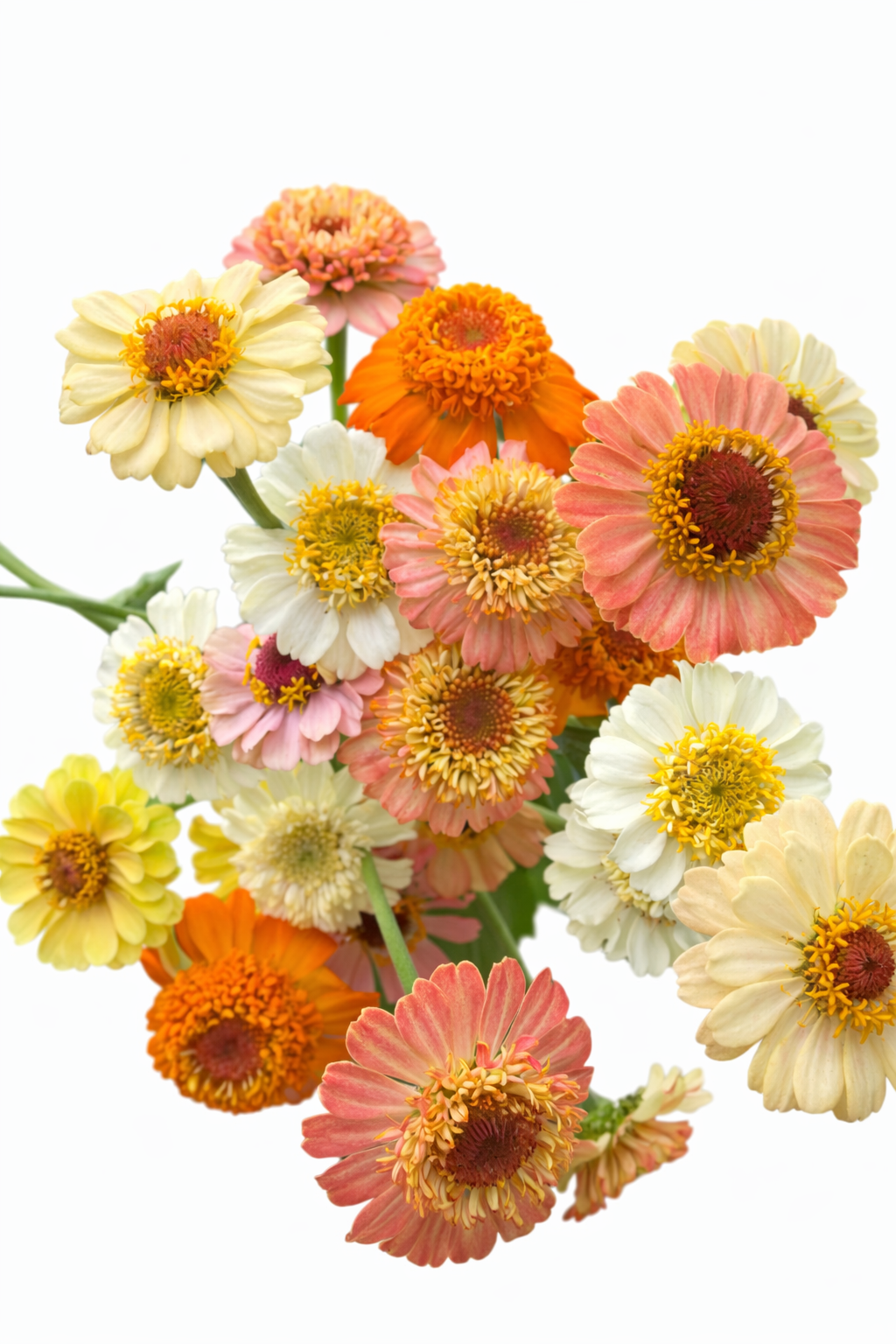 Zinnia elegans Zinderella Pastels therapyofflowers.com