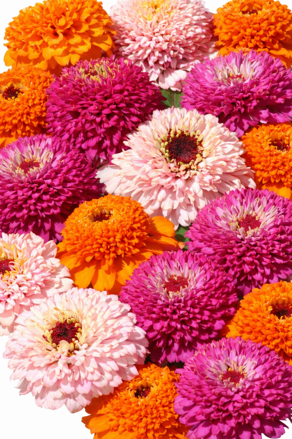 Zinnia elegans Zinderella Punch | Scabiosa-Flowered Zinnia therapyofflowers.com