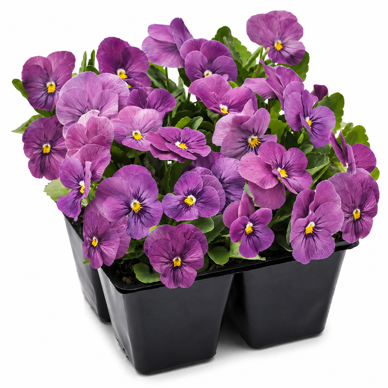 Viola cornuta Viola cornuta Admire® Orchid  F1 | Horned Pansy therapyofflowers.com