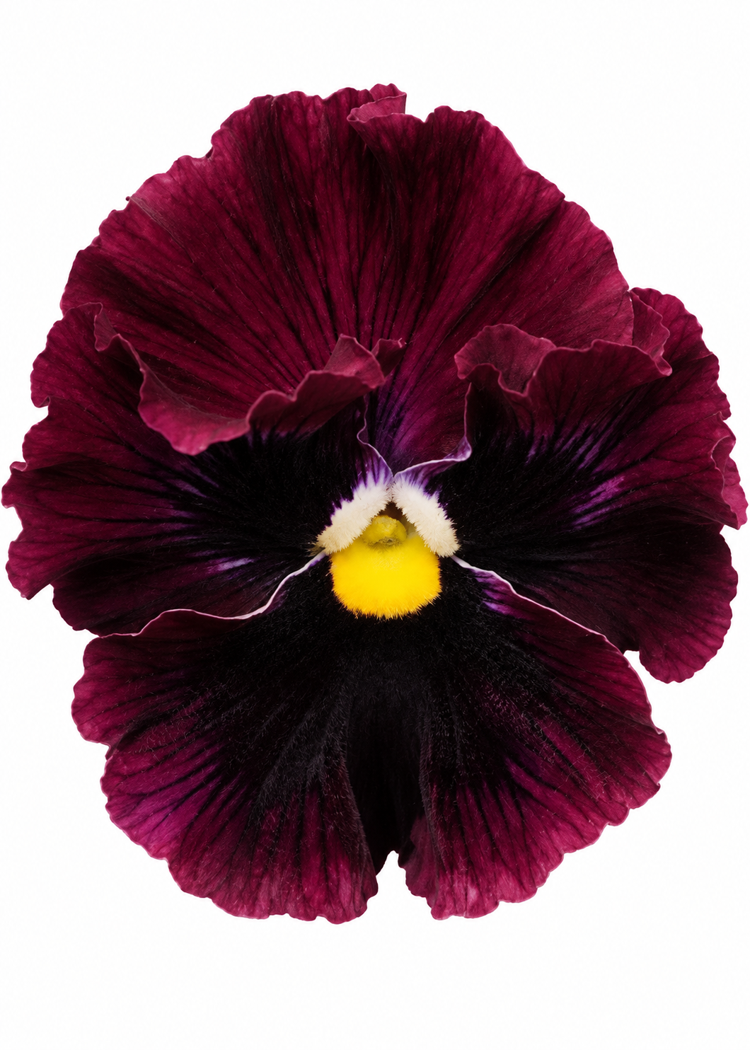 Pensée Frizzle Sizzle™ Burgundy | Viola x wittrockiana
