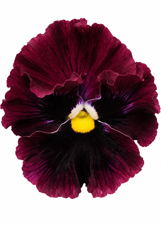 Viola x wittrockiana Frizzle Sizzle™ Burgundy F1 | Ruffled Pansy