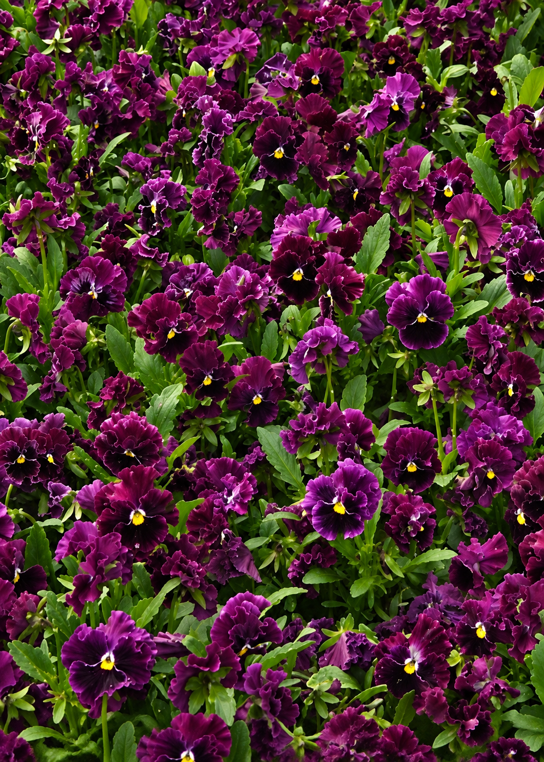Pensée Frizzle Sizzle™ Burgundy | Viola x wittrockiana