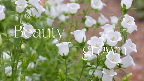 Top 3 Biennial Flowers for the Garden