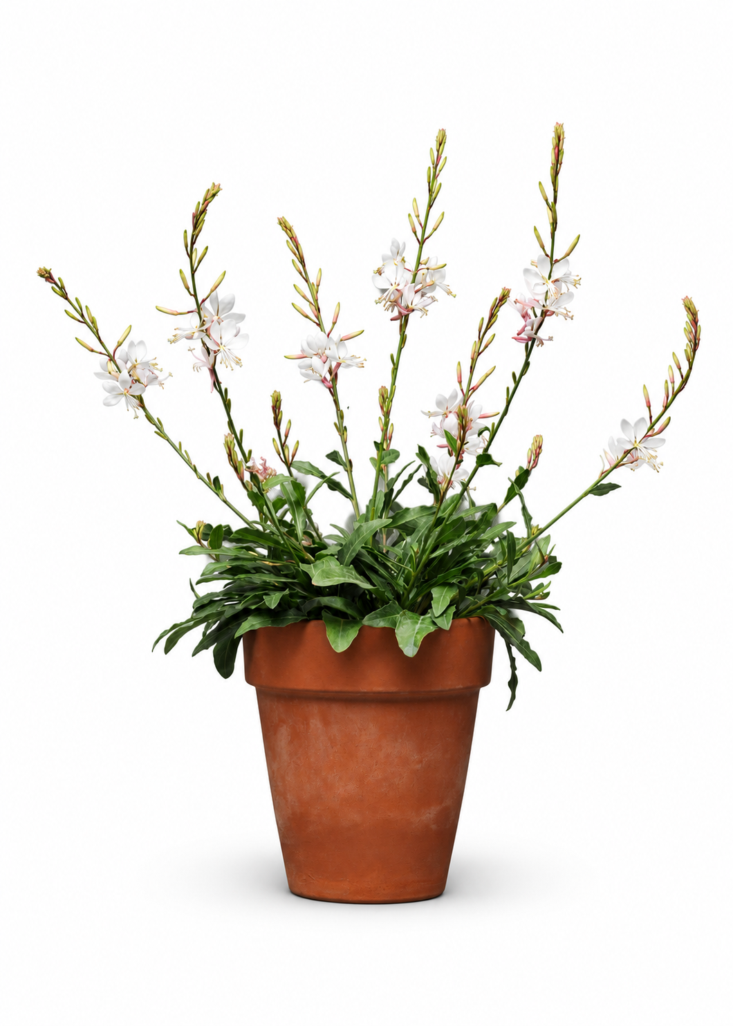 Gaura lindheimeri Sparkle White | Bee Blossom