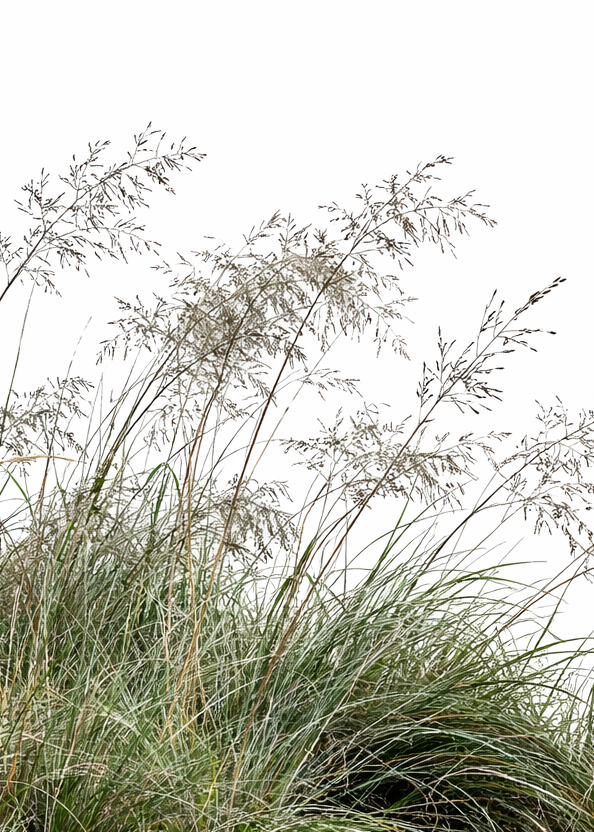 Eragrostis elliottii Lovey | Blue Love Grass therapyofflowers.com