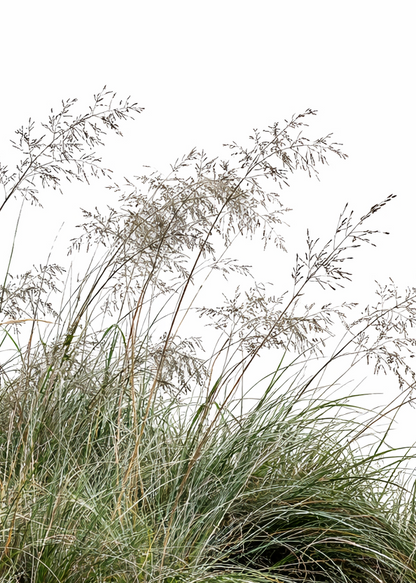 Eragrostis elliottii Lovey | Blue Love Grass therapyofflowers.com