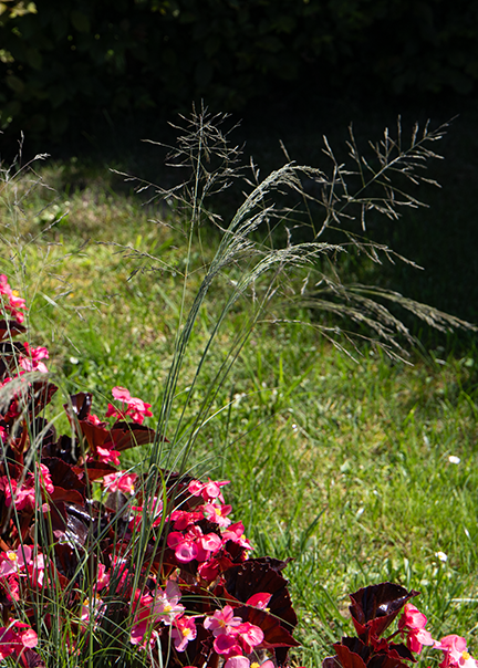 Eragrostis elliottii Lovey | Blue Love Grass therapyofflowers.com