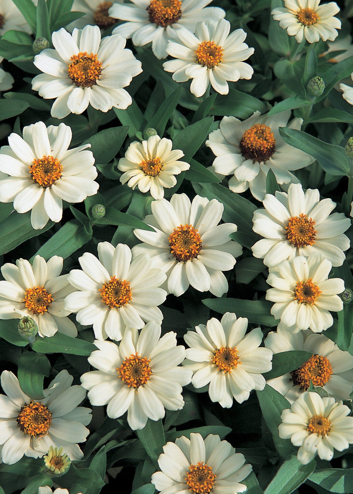 Цинния Profusion White | Zinnia hybrida