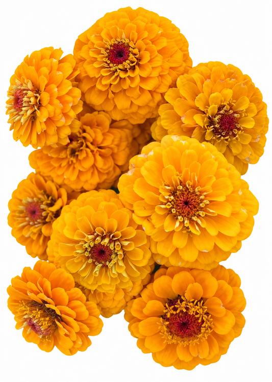 Cynia wytworna Oklahoma Golden Yellow | Zinnia elegans
