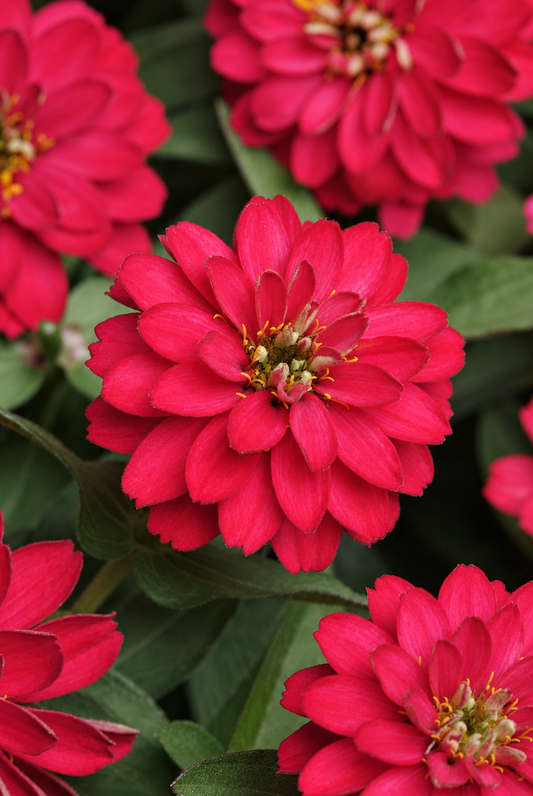 Zinnia marylandica Double Zahara™ Cherry | Double Zinnia