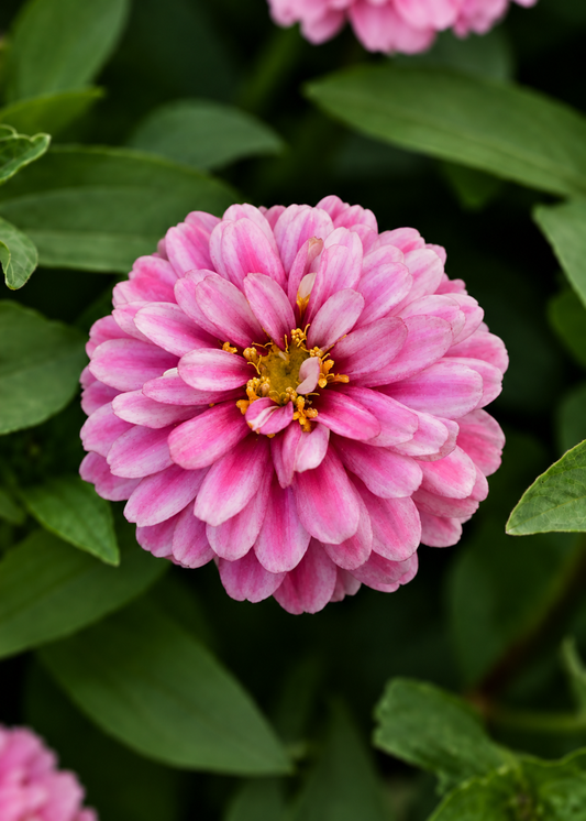 Zinnia marylandica Double Zahara™ Raspberry Ripple | Double Zinnia