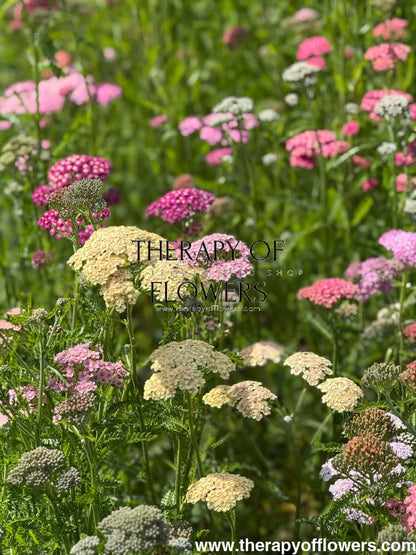 Achillea millefolium Summer Pastels | Common Yarrow therapyofflowers.com