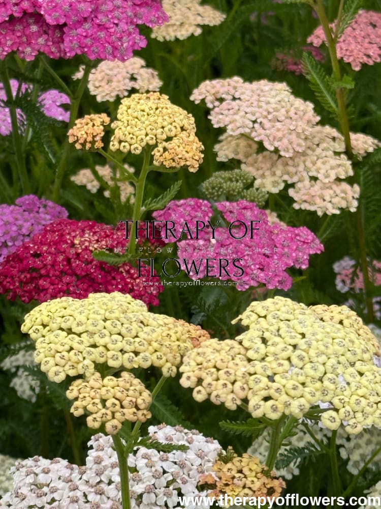 Achillea millefolium Summer Pastels | Common Yarrow therapyofflowers.com