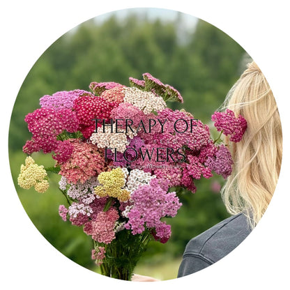Achillea millefolium Summer Pastels | Common Yarrow therapyofflowers.com