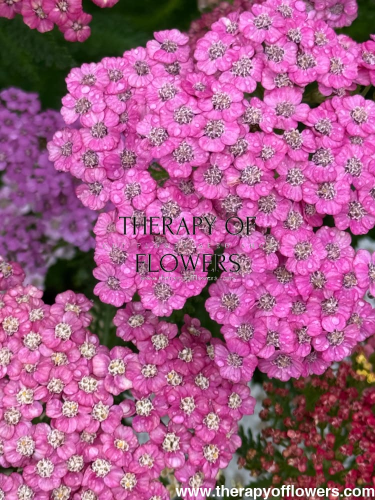 Achillea millefolium Summer Pastels | Common Yarrow therapyofflowers.com