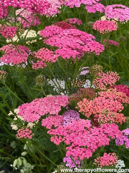 Achillea millefolium Summer Pastels | Common Yarrow therapyofflowers.com