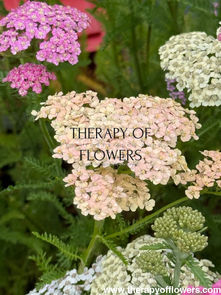 Achillea millefolium Summer Pastels | Common Yarrow therapyofflowers.com