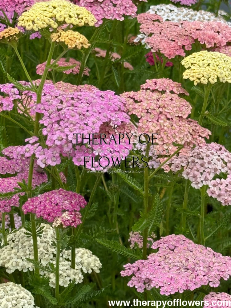 Achillea millefolium Summer Pastels | Common Yarrow therapyofflowers.com