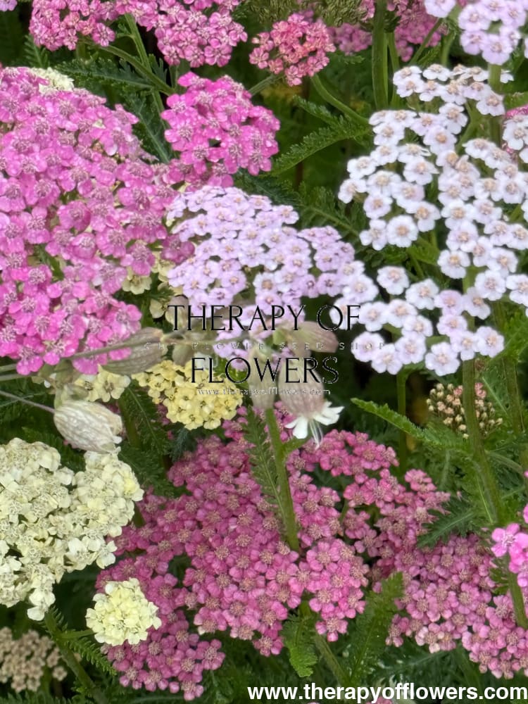 Achillea millefolium Summer Pastels | Common Yarrow therapyofflowers.com