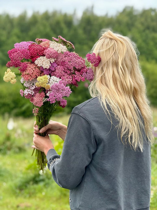 Achillea millefolium Summer Pastels | Common Yarrow therapyofflowers.com