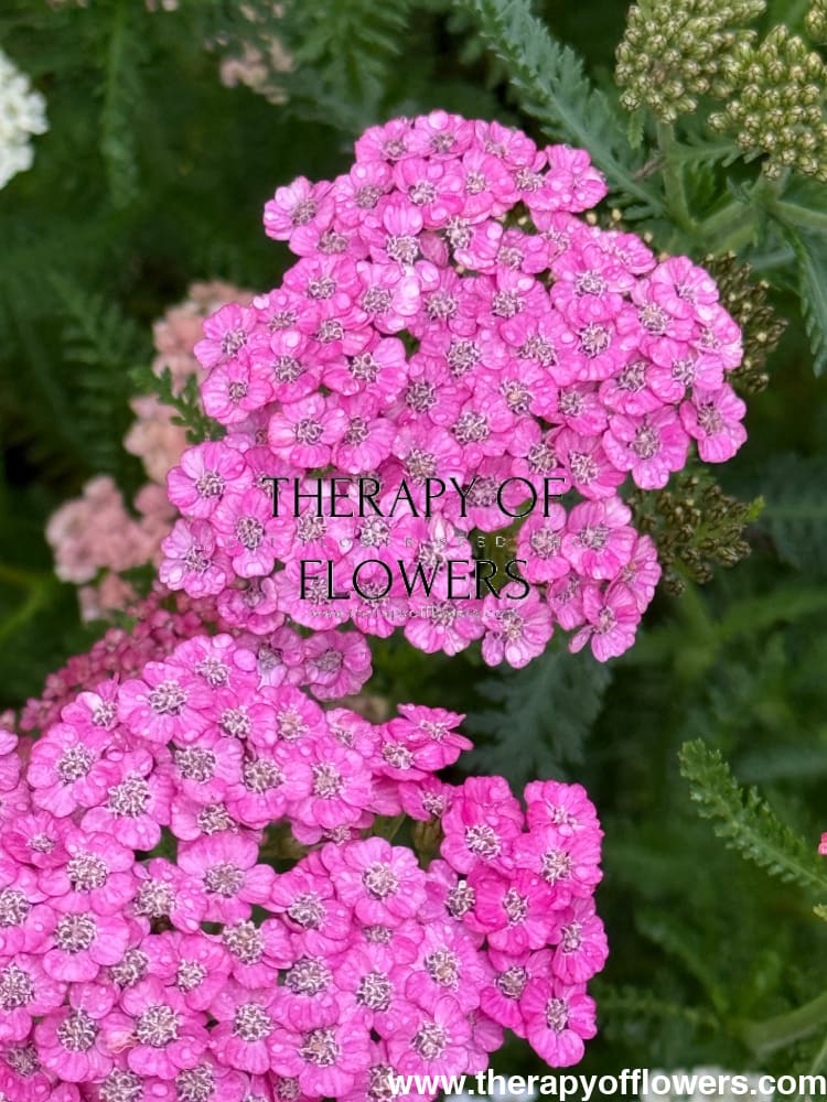 Achillea millefolium Summer Pastels | Common Yarrow therapyofflowers.com