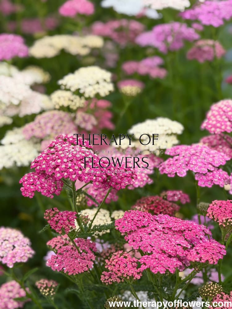 Achillea millefolium Summer Pastels | Common Yarrow therapyofflowers.com