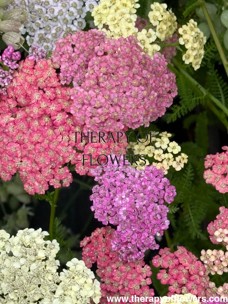 Achillea millefolium Summer Pastels | Common Yarrow therapyofflowers.com