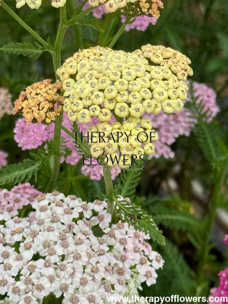 Achillea millefolium Summer Pastels | Common Yarrow therapyofflowers.com