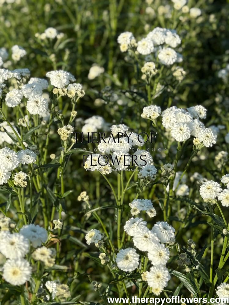 Achillea ptarmica Marshmallow | Sneezewort | Pelleted therapyofflowers.com