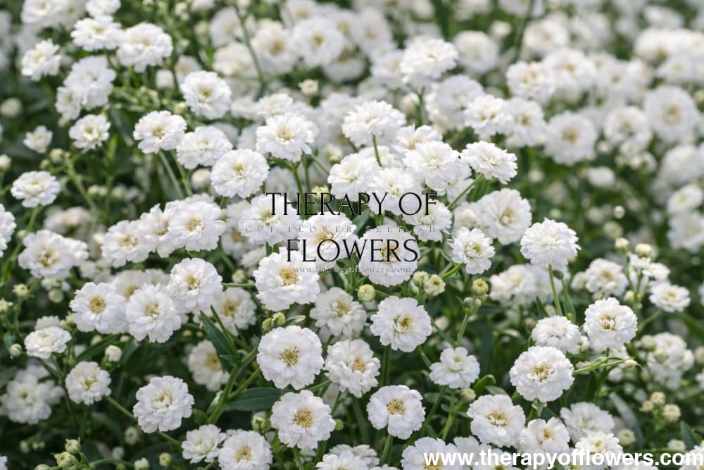 Achillea ptarmica Marshmallow | Sneezewort | Pelleted - 20 Pelleted seeds / 3-9 - seeds