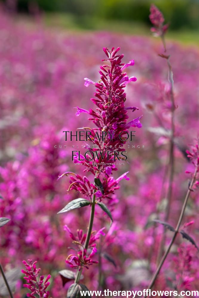 Agastache cana 'Zuni' | Hummingbird Mint – First-Year Flowering