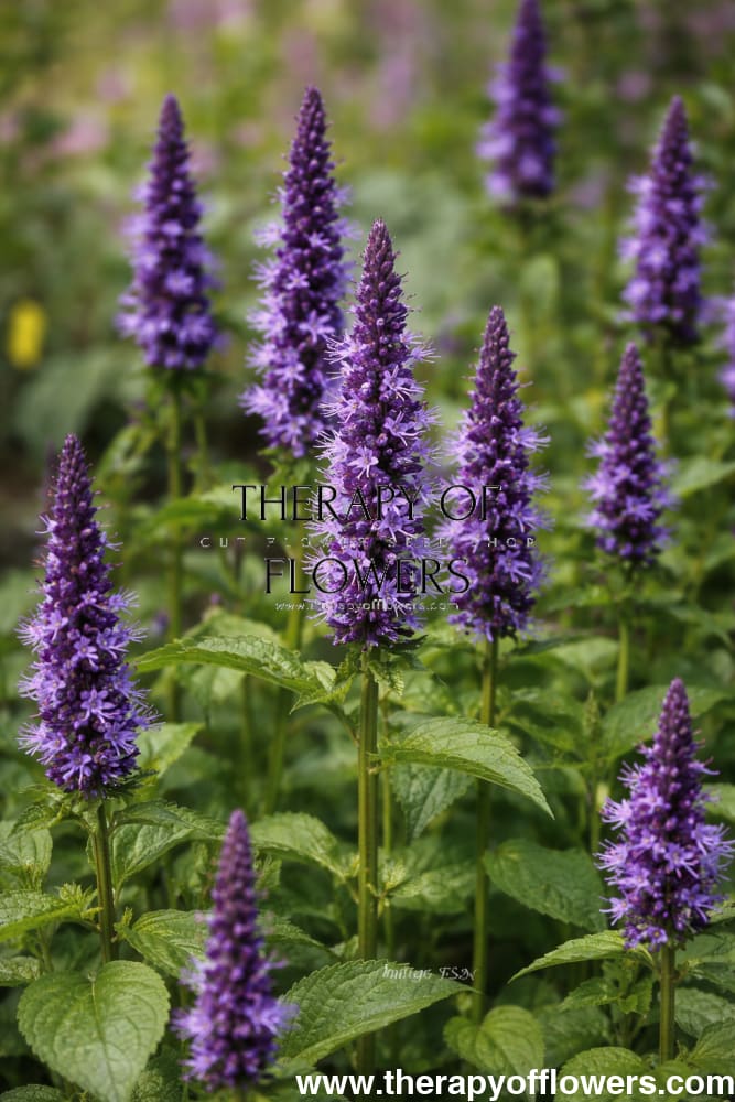 Agastache hybrida Astello Indigo therapyofflowers.com