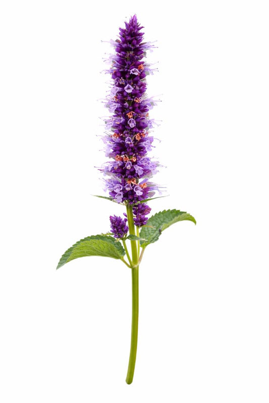 Agastache hybrida Astello Indigo therapyofflowers.com