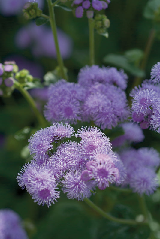 Ageratum houstonianum Blue Horizon F1 | Floss Flower