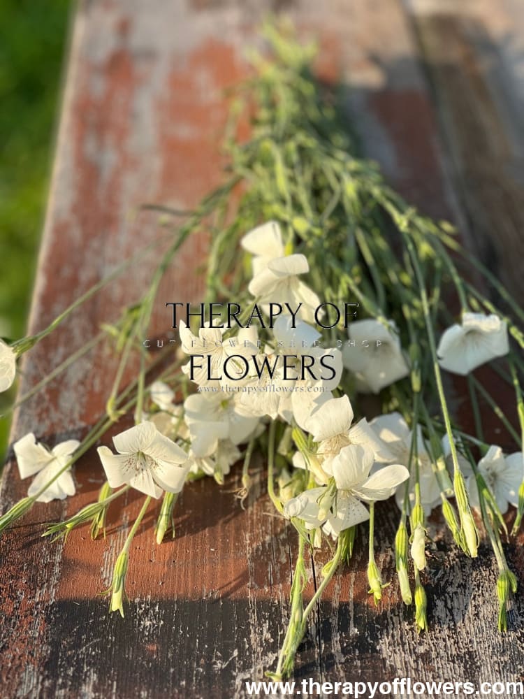 Agrostemma githago Bianca - therapyofflowers.comseeds