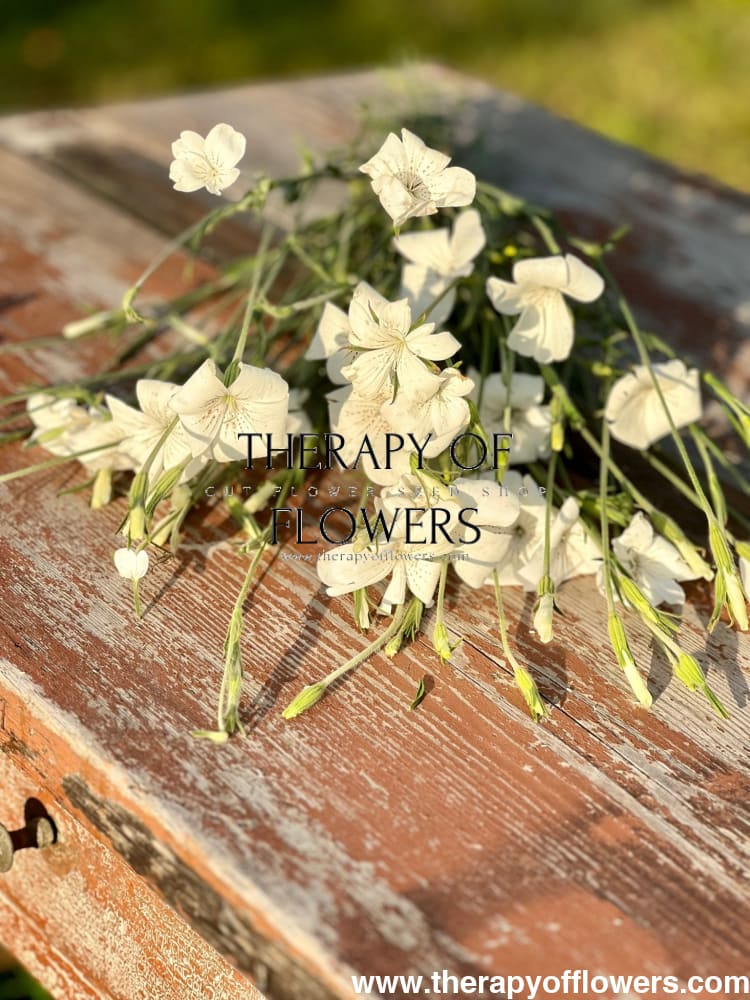 Agrostemma githago Bianca - therapyofflowers.comseeds
