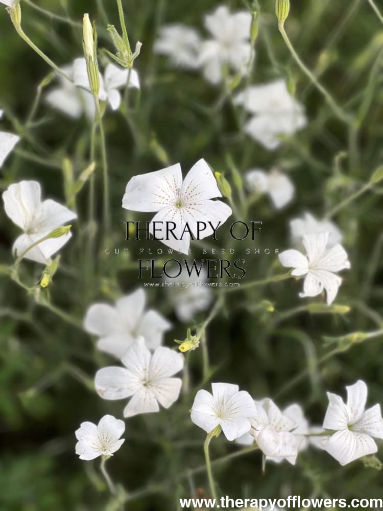 Agrostemma githago Bianca - therapyofflowers.comseeds
